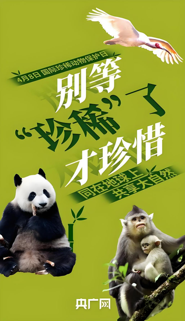高分电视剧